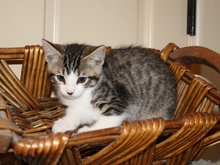 [another picture of Smudgie FKA Harry Potter, a Domestic Short Hair tabby/white\ cat] 