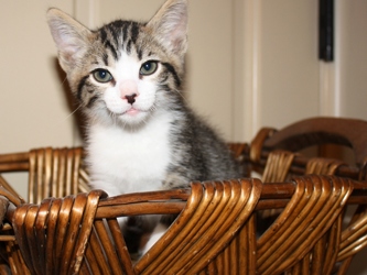 [picture of Smudgie FKA Harry Potter, a Domestic Short Hair tabby/white cat]