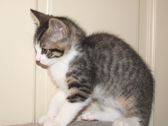[picture of Smudgie FKA Harry Potter, a Domestic Short Hair tabby/white cat]