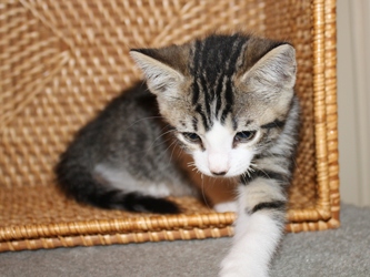 [picture of Smudgie FKA Harry Potter, a Domestic Short Hair tabby/white cat]