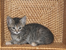 [another picture of Popsicle Toes FKA Ginny, a Domestic Short Hair tortoiseshell tabby\ cat] 
