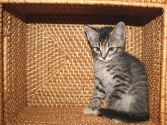 [picture of Popsicle Toes FKA Ginny, a Domestic Short Hair tortoiseshell tabby cat]
