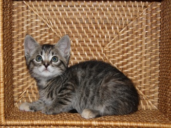 [picture of Popsicle Toes FKA Ginny, a Domestic Short Hair tortoiseshell tabby cat]