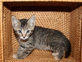 [picture of Popsicle Toes FKA Ginny, a Domestic Short Hair tortoiseshell tabby cat]