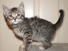 [picture of Popsicle Toes FKA Ginny, a Domestic Short Hair tortoiseshell tabby\ cat] 
