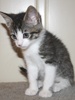 A picture of #NS03873: Petunia a Domestic Short Hair tabby/white