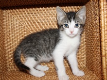 [another picture of Petunia, a Domestic Short Hair tabby/white\ cat] 