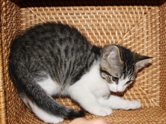 [picture of Petunia, a Domestic Short Hair tabby/white cat]
