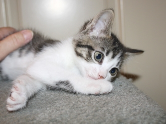 [picture of Petunia, a Domestic Short Hair tabby/white cat]