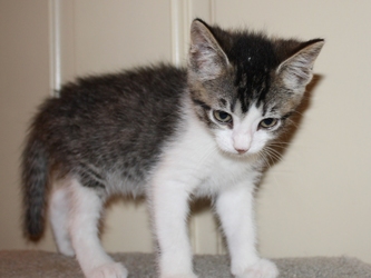 [picture of Petunia, a Domestic Short Hair tabby/white cat]