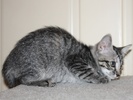 A picture of #NS03874: Squirrel FKA Hermoine a Domestic Short Hair tabby
