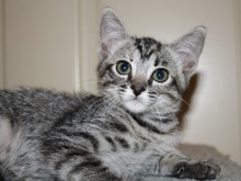 [another picture of Squirrel FKA Hermoine, a Domestic Short Hair tabby\ cat] 