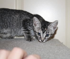 [picture of Squirrel FKA Hermoine, a Domestic Short Hair tabby cat]