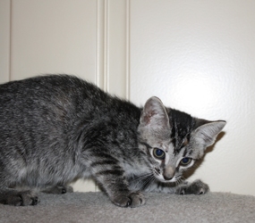 [picture of Squirrel FKA Hermoine, a Domestic Short Hair tabby cat]