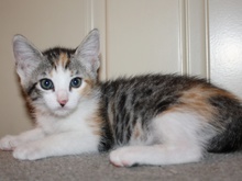 [another picture of Adele FKA Hyacinth, a Domestic Short Hair calico tabby\ cat] 