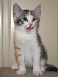 [picture of Adele FKA Hyacinth, a Domestic Short Hair calico tabby cat]