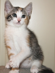 [picture of Adele FKA Hyacinth, a Domestic Short Hair calico tabby cat]