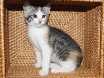 [picture of Adele FKA Hyacinth, a Domestic Short Hair calico tabby cat]