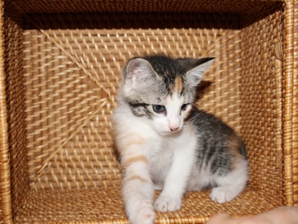 [picture of Adele FKA Hyacinth, a Domestic Short Hair calico tabby cat]