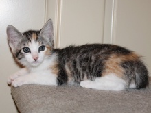 A picture of #NS03875: Adele FKA Hyacinth a Domestic Short Hair calico tabby