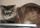A picture of #NS03882: Leo a Himalayan-x lynx point