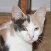 A picture of #NS03883: Carly a Domestic Short Hair dilute calico