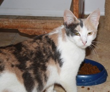 [another picture of Carly, a Domestic Short Hair dilute calico\ cat] 