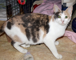[picture of Carly, a Domestic Short Hair dilute calico cat]