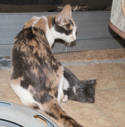 [picture of Carly, a Domestic Short Hair dilute calico cat]