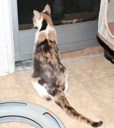 [picture of Carly, a Domestic Short Hair dilute calico cat]