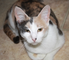 [picture of Carly, a Domestic Short Hair dilute calico cat]