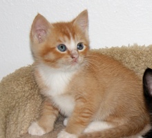[another picture of Caspar, a Domestic Short Hair orange\ cat] 
