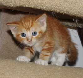 [picture of Caspar, a Domestic Short Hair orange cat]