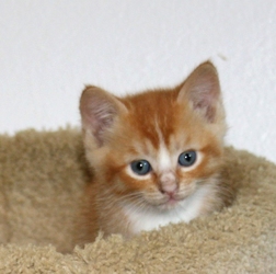 [picture of Caspar, a Domestic Short Hair orange cat]