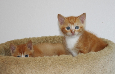 [picture of Caspar, a Domestic Short Hair orange cat]