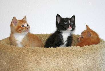 [picture of Caspar, a Domestic Short Hair orange cat]