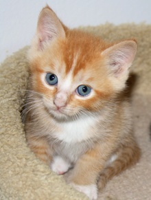 [picture of Caspar, a Domestic Short Hair orange\ cat] 