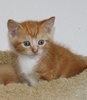 A picture of #NS03885: Calvin a Domestic Short Hair orange