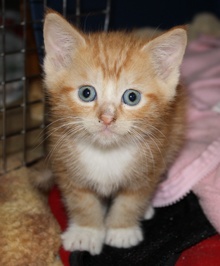 [another picture of Calvin, a Domestic Short Hair orange\ cat] 