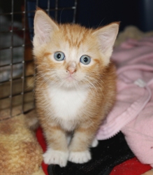 [picture of Calvin, a Domestic Short Hair orange cat]