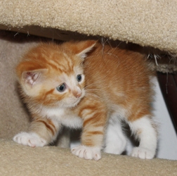 [picture of Calvin, a Domestic Short Hair orange cat]
