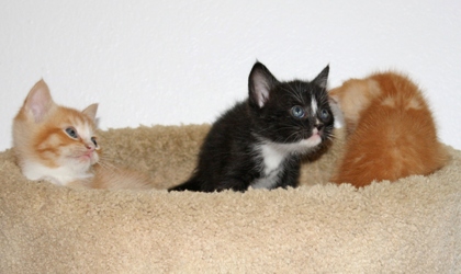 [picture of Calvin, a Domestic Short Hair orange cat]