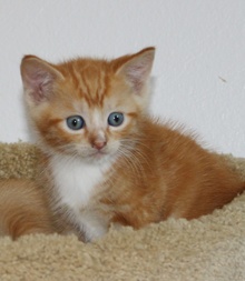 [picture of Calvin, a Domestic Short Hair orange\ cat] 
