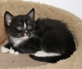 A picture of #NS03886: Charlie a Domestic Short Hair black/white