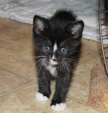 [another picture of Charlie, a Domestic Short Hair black/white\ cat] 