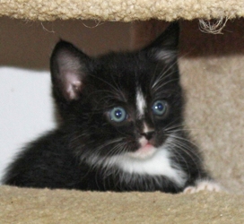 [picture of Charlie, a Domestic Short Hair black/white cat]