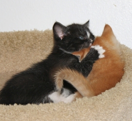 [picture of Charlie, a Domestic Short Hair black/white cat]