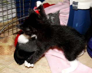 [picture of Charlie, a Domestic Short Hair black/white cat]