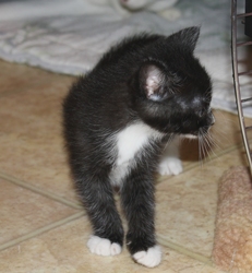 [picture of Charlie, a Domestic Short Hair black/white cat]