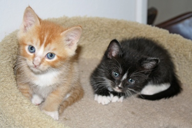 [picture of Charlie, a Domestic Short Hair black/white cat]